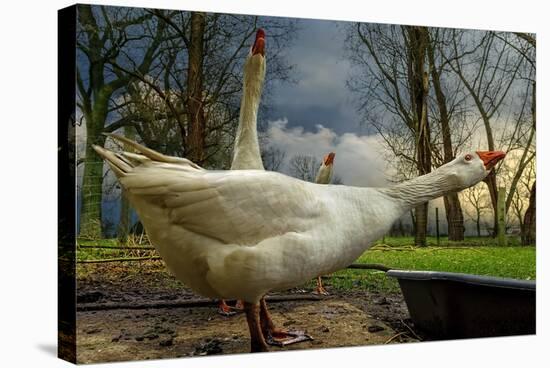 The 3 Geese-Piet Flour-Stretched Canvas
