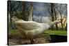 The 3 Geese-Piet Flour-Stretched Canvas