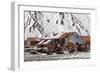 The Abandoned Norwegian Whaling Station at Stromness Bay-Michael Nolan-Framed Photographic Print