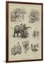 The Abyssinian Elephant at the Zoo-null-Framed Giclee Print