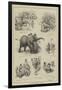 The Abyssinian Elephant at the Zoo-null-Framed Giclee Print