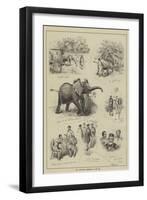 The Abyssinian Elephant at the Zoo-null-Framed Giclee Print