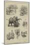 The Abyssinian Elephant at the Zoo-null-Mounted Giclee Print