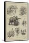 The Abyssinian Elephant at the Zoo-null-Framed Stretched Canvas