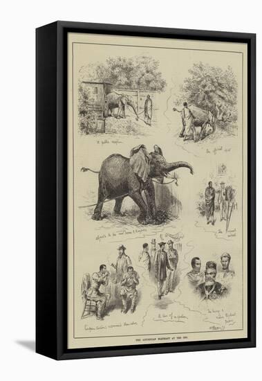 The Abyssinian Elephant at the Zoo-null-Framed Stretched Canvas