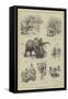 The Abyssinian Elephant at the Zoo-null-Framed Stretched Canvas
