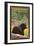The Adirondacks, New York State - Black Bear in Forest-Lantern Press-Framed Art Print