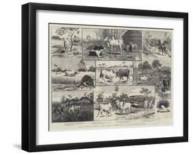 The Adventures and Misadventures of a Brahma Bull-Adrien Emmanuel Marie-Framed Giclee Print