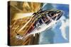 The Aerobatic Helicopter-Wilf Hardy-Stretched Canvas