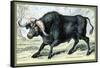 The African Buffalo-John Stewart-Framed Stretched Canvas