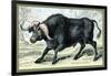 The African Buffalo-John Stewart-Framed Art Print