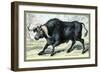 The African Buffalo-John Stewart-Framed Art Print