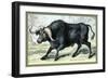 The African Buffalo-John Stewart-Framed Art Print