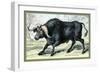 The African Buffalo-John Stewart-Framed Art Print