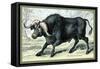 The African Buffalo-John Stewart-Framed Stretched Canvas