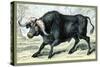 The African Buffalo-John Stewart-Stretched Canvas