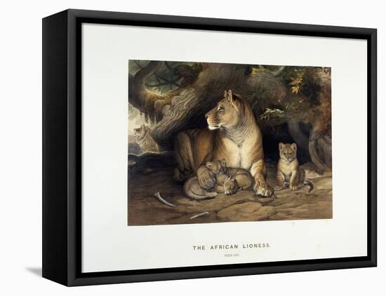 The African Lioness, C.1880-1883-null-Framed Stretched Canvas