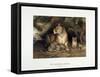 The African Lioness, C.1880-1883-null-Framed Stretched Canvas