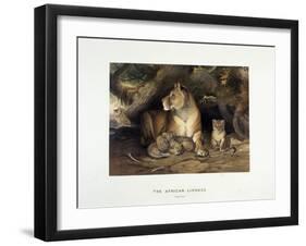 The African Lioness, C.1880-1883-null-Framed Giclee Print