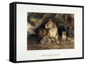 The African Lioness, C.1880-1883-null-Framed Stretched Canvas