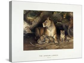 The African Lioness, C.1880-1883-null-Stretched Canvas