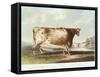 The Airedale Heifer, Engraved by R. Reeve, 1820-John Bradley-Framed Stretched Canvas