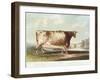 The Airedale Heifer, Engraved by R. Reeve, 1820-John Bradley-Framed Giclee Print