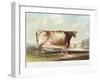 The Airedale Heifer, Engraved by R. Reeve, 1820-John Bradley-Framed Giclee Print