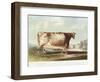 The Airedale Heifer, Engraved by R. Reeve, 1820-John Bradley-Framed Giclee Print