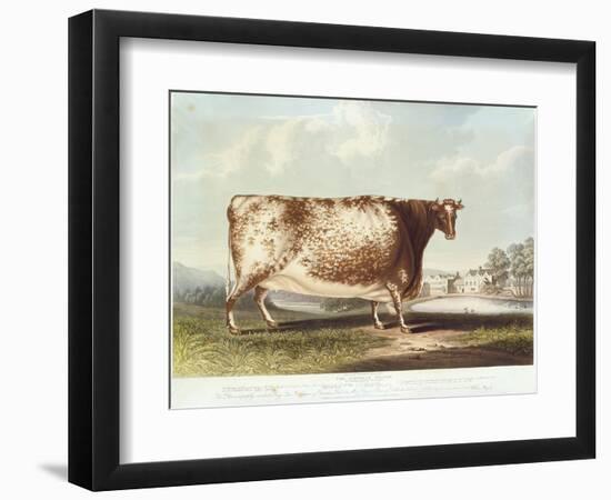 The Airedale Heifer, Engraved by R. Reeve, 1820-John Bradley-Framed Giclee Print