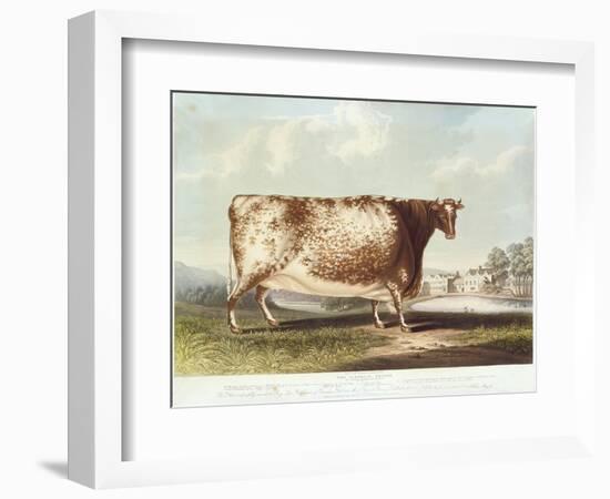 The Airedale Heifer, Engraved by R. Reeve, 1820-John Bradley-Framed Giclee Print