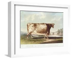 The Airedale Heifer, Engraved by R. Reeve, 1820-John Bradley-Framed Giclee Print