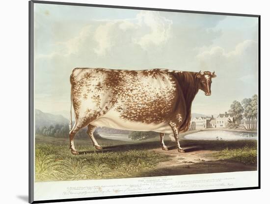 The Airedale Heifer, Engraved by R. Reeve, 1820-John Bradley-Mounted Giclee Print