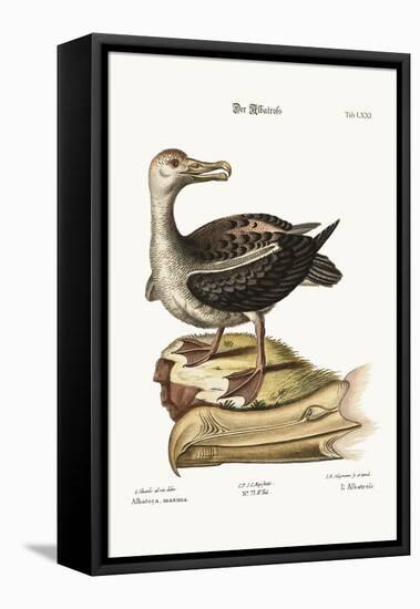 The Albatross, 1749-73-George Edwards-Framed Stretched Canvas