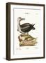 The Albatross, 1749-73-George Edwards-Framed Giclee Print