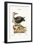 The Albatross, 1749-73-George Edwards-Framed Giclee Print