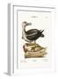 The Albatross, 1749-73-George Edwards-Framed Giclee Print