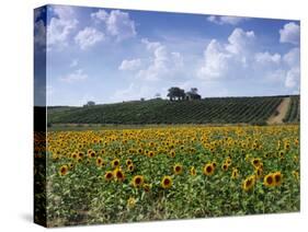 The Alejandro Fernandes Winery, Pesquera de Duero, Spain-Hendrik Holler-Stretched Canvas