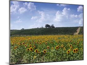 The Alejandro Fernandes Winery, Pesquera de Duero, Spain-Hendrik Holler-Mounted Photographic Print