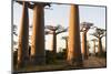 The Alley of the Baobabs (Avenue de Baobabs), Between Morondava and Belon'I Tsiribihina, Madagascar-J P De Manne-Mounted Photographic Print