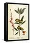 The Almond Tree, Plate 105 from 'A Curious Herbal', Published 1782-Elizabeth Blackwell-Framed Stretched Canvas