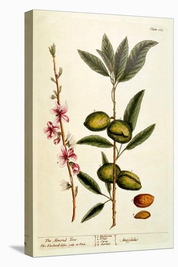 The Almond Tree, Plate 105 from 'A Curious Herbal', Published 1782-Elizabeth Blackwell-Stretched Canvas