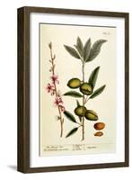 The Almond Tree, Plate 105 from 'A Curious Herbal', Published 1782-Elizabeth Blackwell-Framed Giclee Print