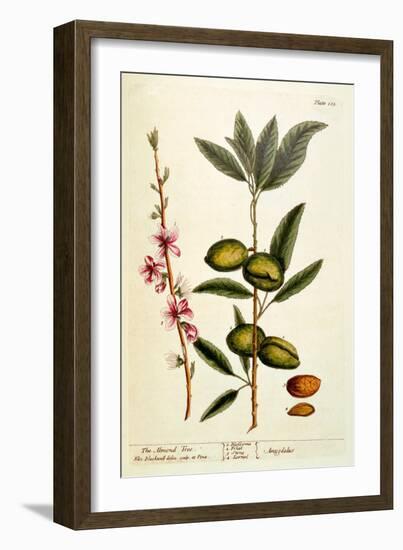 The Almond Tree, Plate 105 from 'A Curious Herbal', Published 1782-Elizabeth Blackwell-Framed Giclee Print