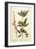 The Almond Tree, Plate 105 from 'A Curious Herbal', Published 1782-Elizabeth Blackwell-Framed Giclee Print