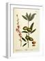 The Almond Tree, Plate 105 from 'A Curious Herbal', Published 1782-Elizabeth Blackwell-Framed Giclee Print