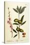 The Almond Tree, Plate 105 from 'A Curious Herbal', Published 1782-Elizabeth Blackwell-Stretched Canvas