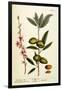 The Almond Tree, Plate 105 from 'A Curious Herbal', Published 1782-Elizabeth Blackwell-Framed Giclee Print