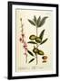 The Almond Tree, Plate 105 from 'A Curious Herbal', Published 1782-Elizabeth Blackwell-Framed Giclee Print