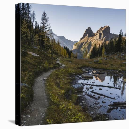 The Alpine Circuit Trail at Lake O'Hara, Yoho National Park, UNESCO World Heritage Site, British Co-JIA HE-Stretched Canvas